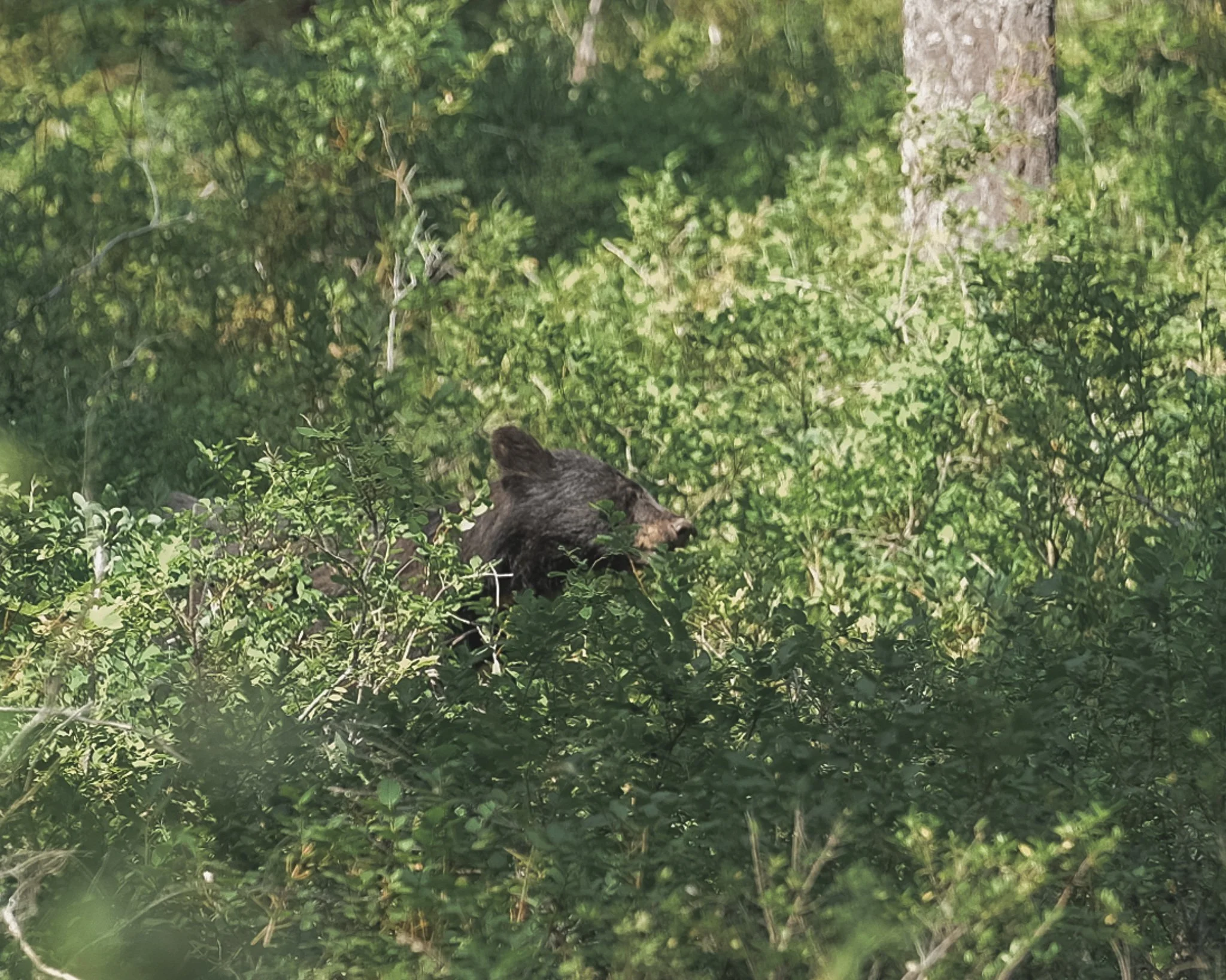 Canada whistler and rocky mountains-150.jpg