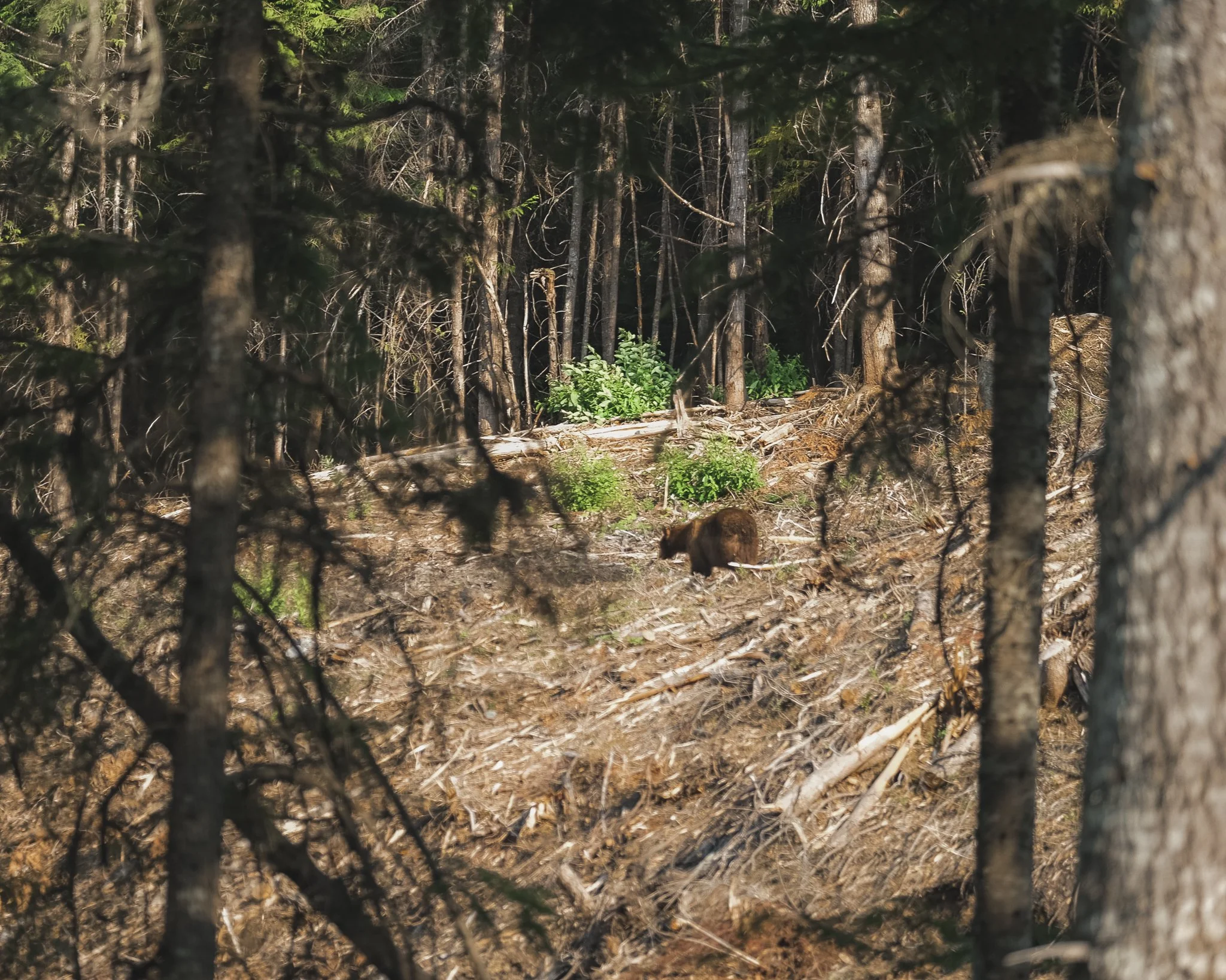 Canada whistler and rocky mountains-151.jpg