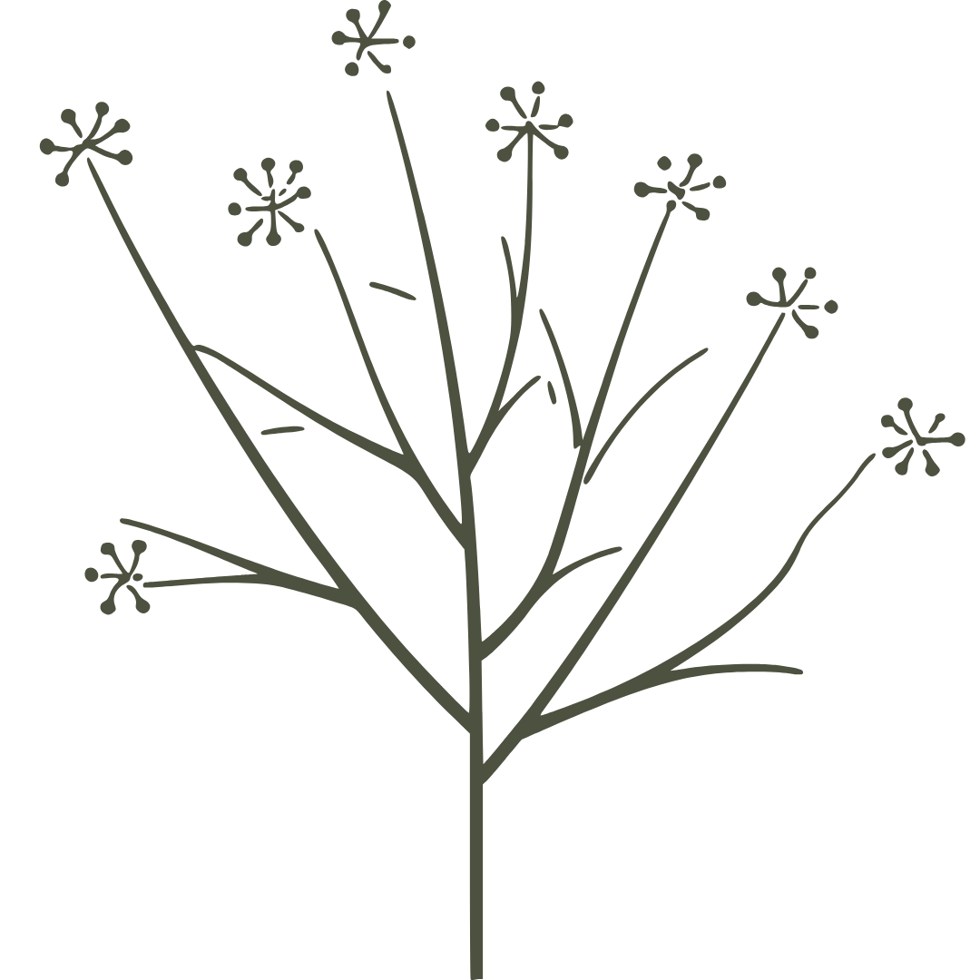 Simple dark illustration of a plant with multiple thin branches and small round flower buds at the tips.