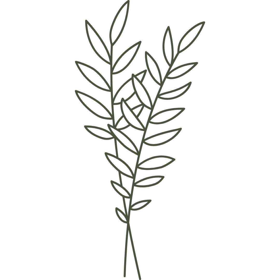 Line drawing of a sprig with elongated leaves