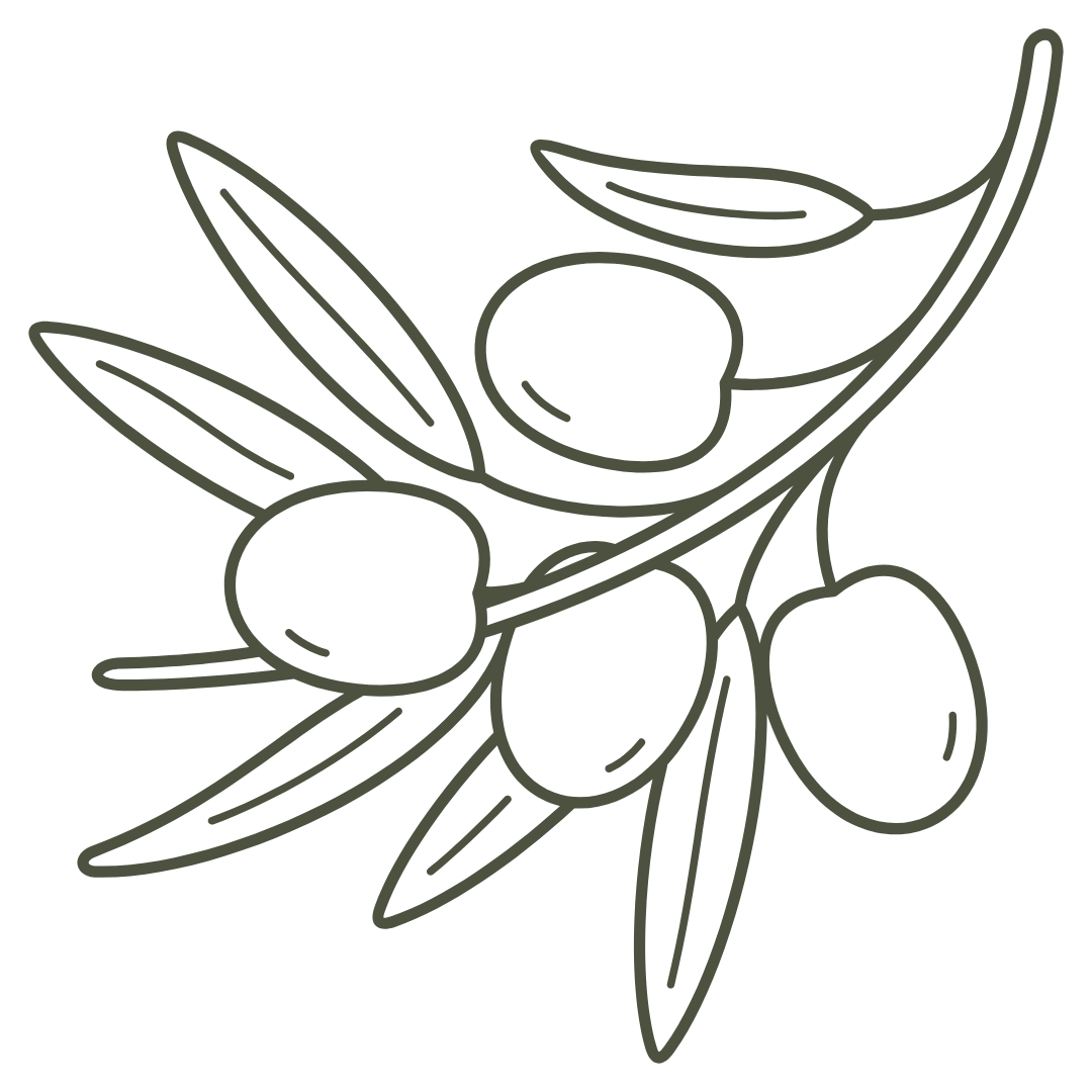 Line drawing of an olive branch with several olives and elongated leaves.