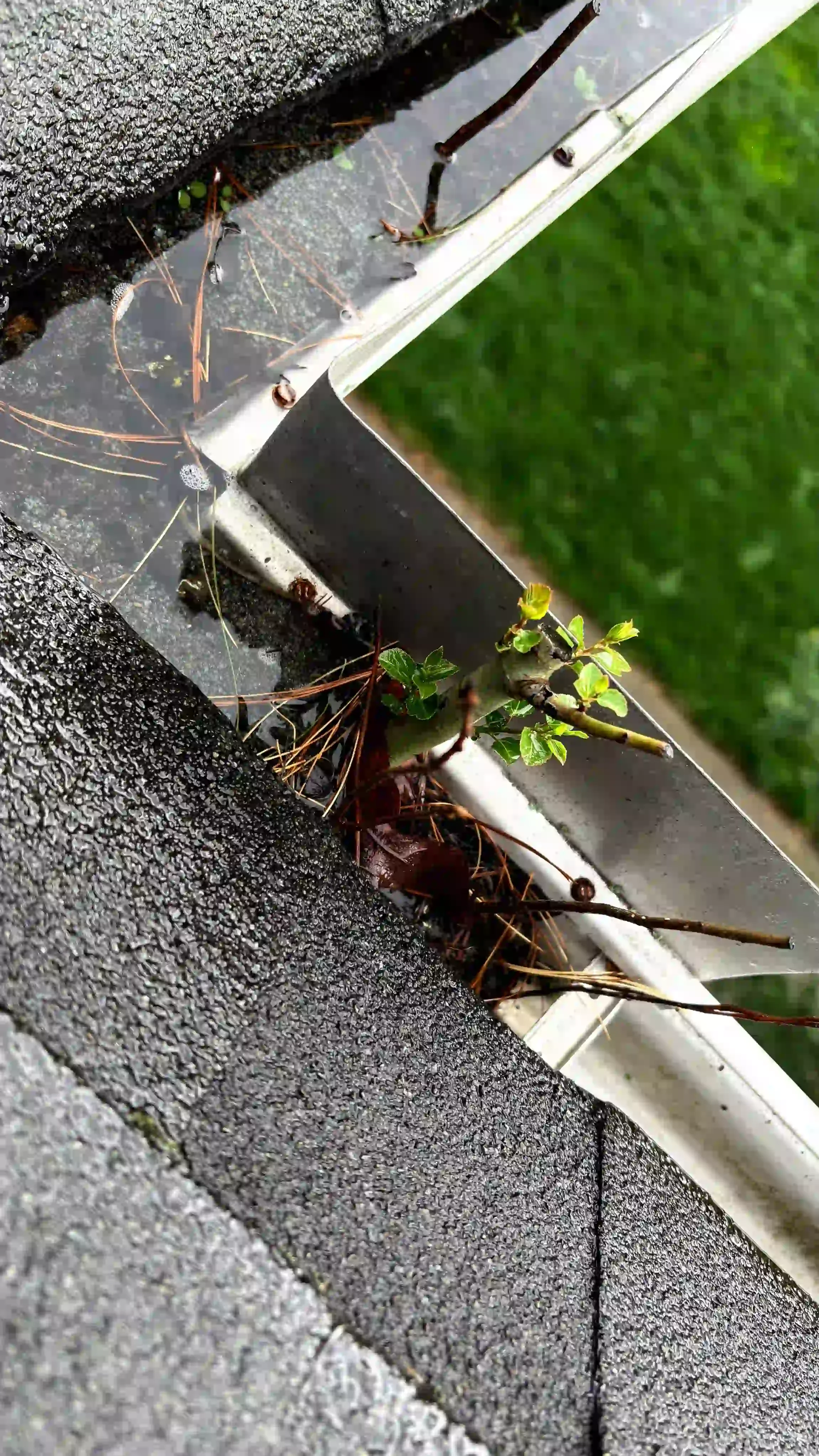 clogged gutters overflowing with debris and water before cleaning in Westfield MA