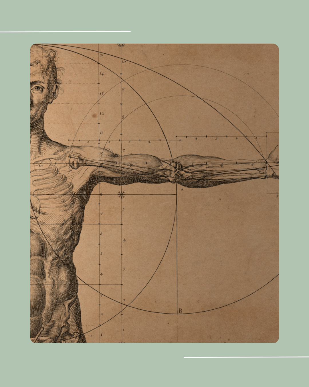 Medical Intuitive healing illustration showing human arm and torso anatomy, highlighting energy pathways and body alignment for energy healing, intuitive scans, and the Analeigh Method™.