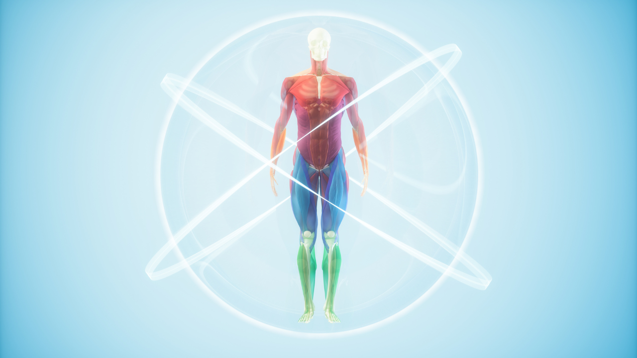 Body Anatomy Www.png