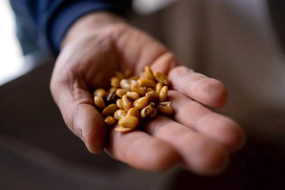 Une main tenant des graines ou des noix de couleur marron clair.