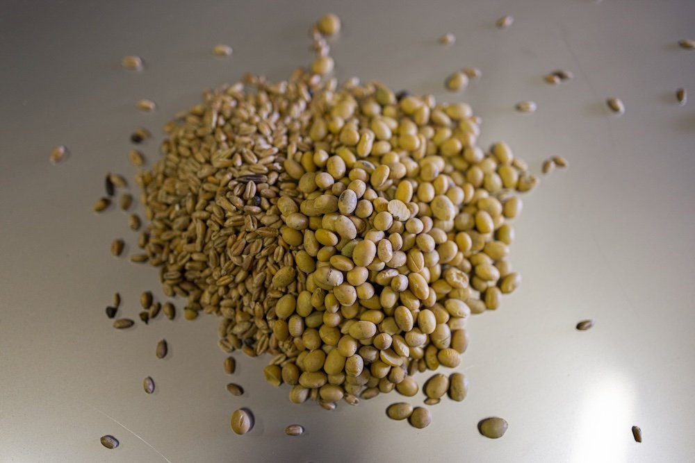 Grains de soja jaunes et bruns sur un surface grise.