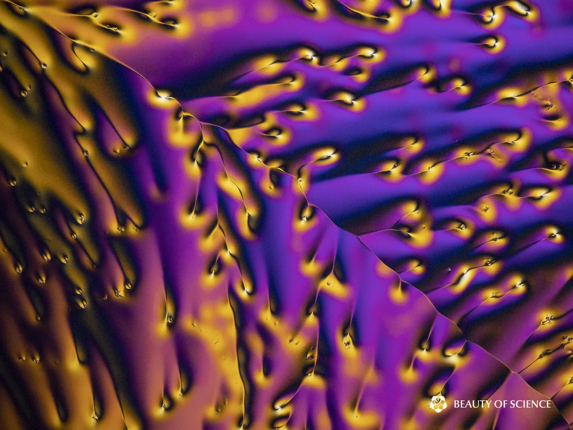 Vibrancy of Life