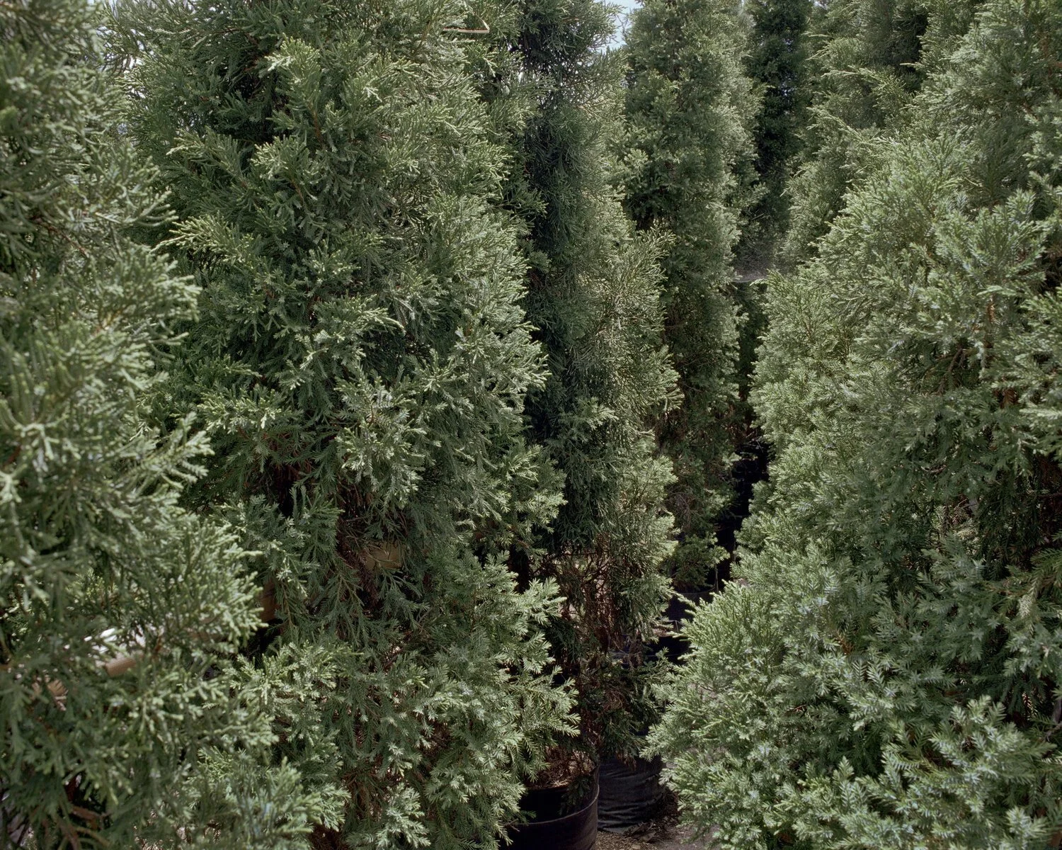 Seeing the Forest For the Trees