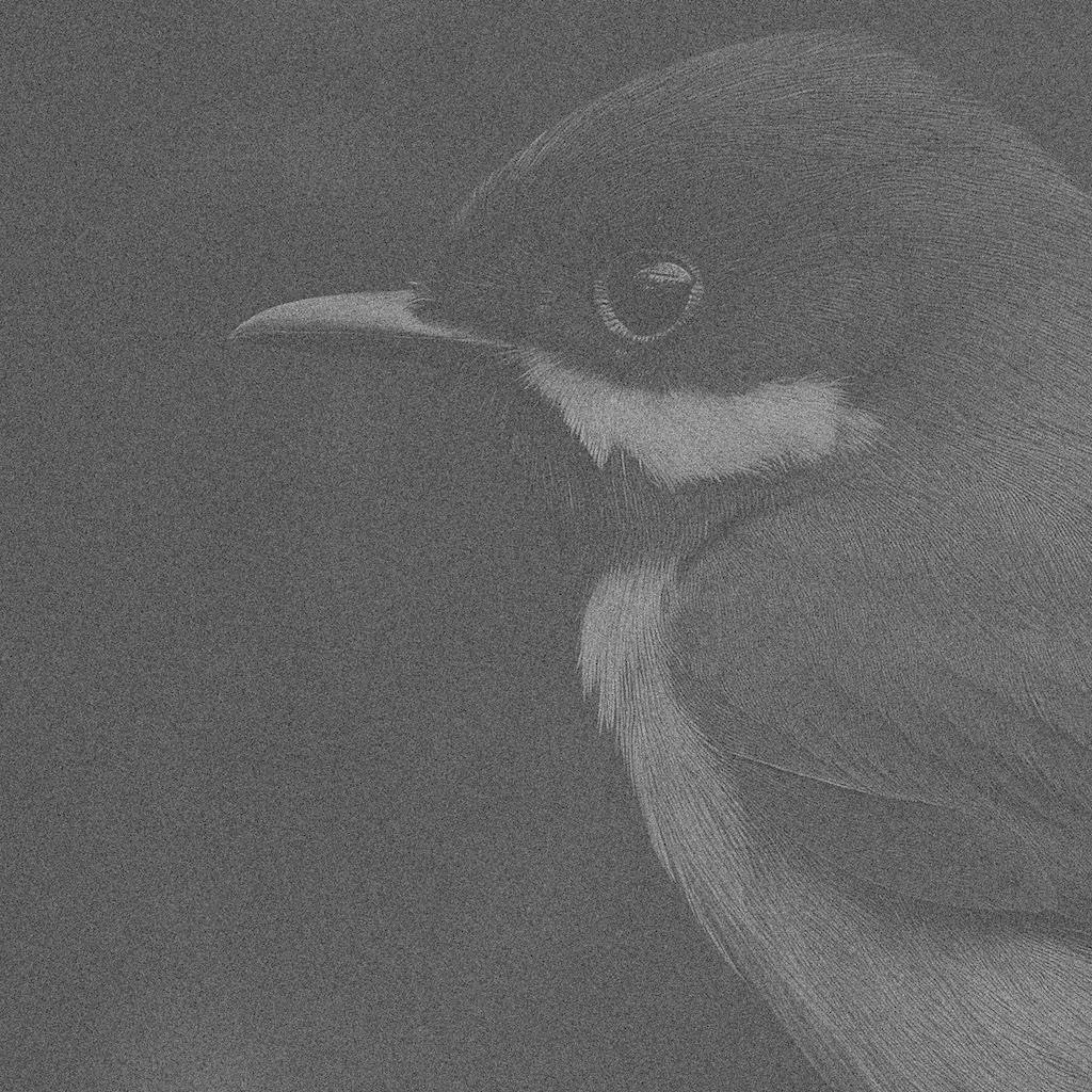 Robert Zhao Renhui, Rhipidura javanica, 1922, 29082014, 2024, inkjet print on paper, 40 x 40cm. Image courtesy of the artist and Warin Lab Contemporary.