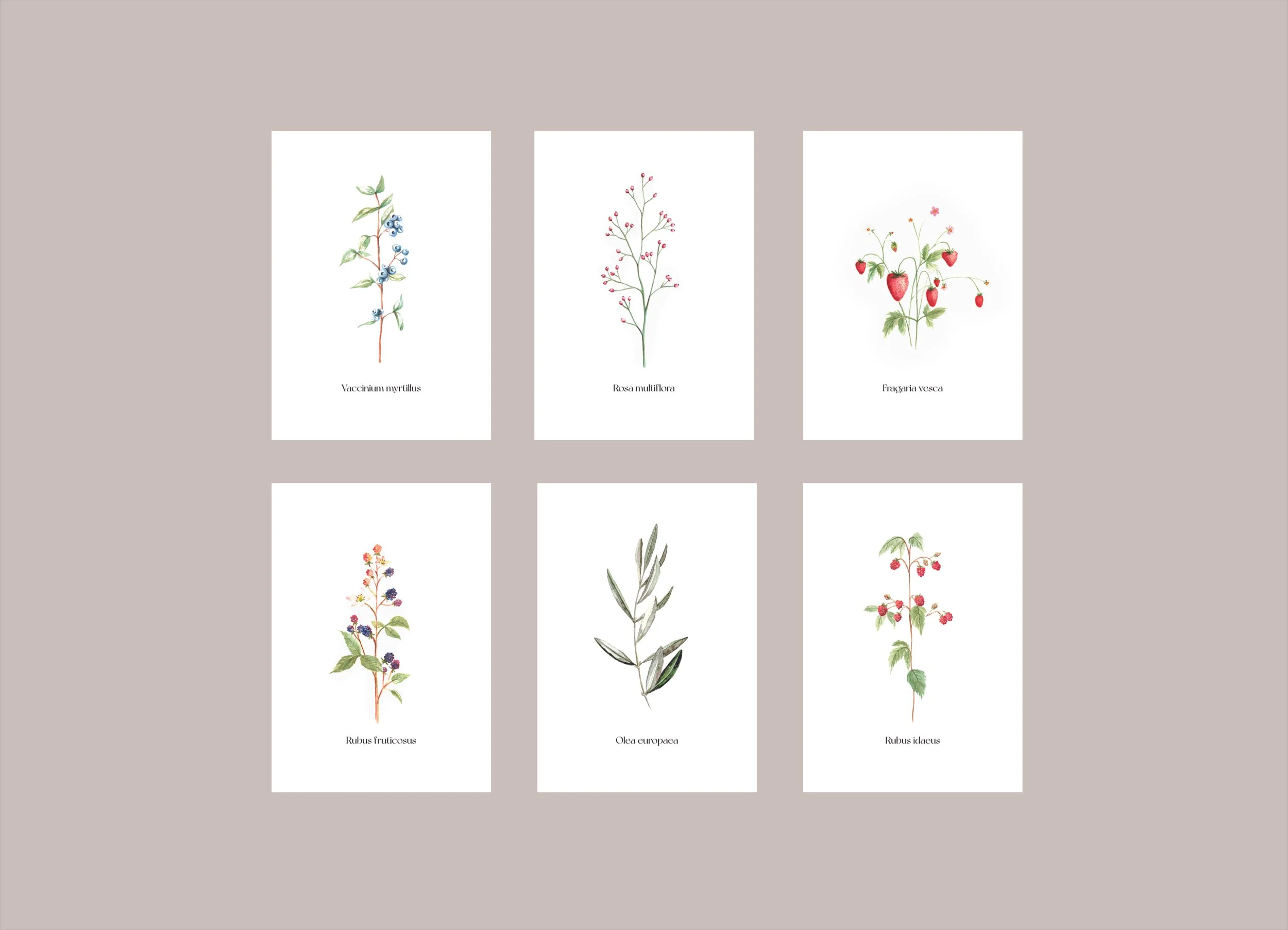 "Beerengarten" Postkarten 6er-Set A6