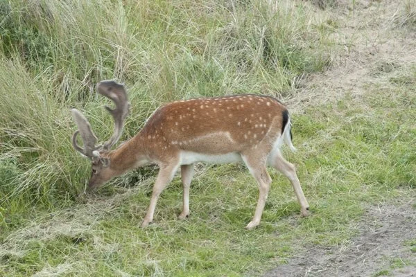 Amsterdamse Waterleidingduinen