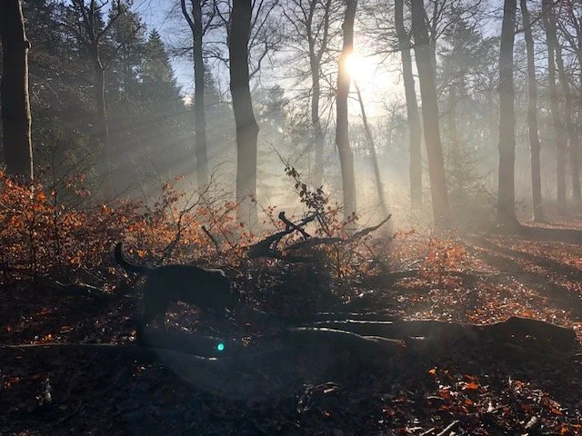 Voorjaars wandeling Veluwezoom (alleen voor leden van de vereniging, 1 introducé mogelijk)