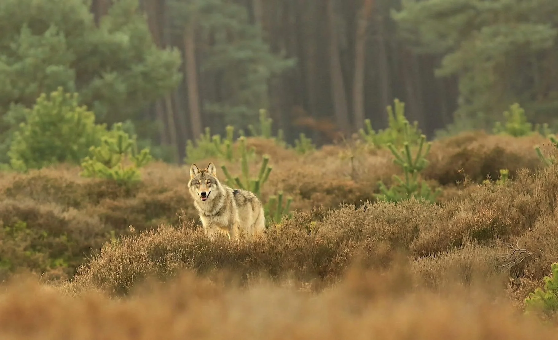 Excursie Kroondomein Het Loo (alleen voor leden van de vereniging, 1 introducé mogelijk) 