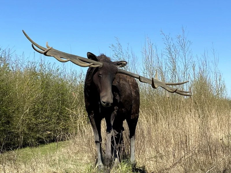 Iconische IJstijdherten in Denekamp, zaterdag 6 juni 2026