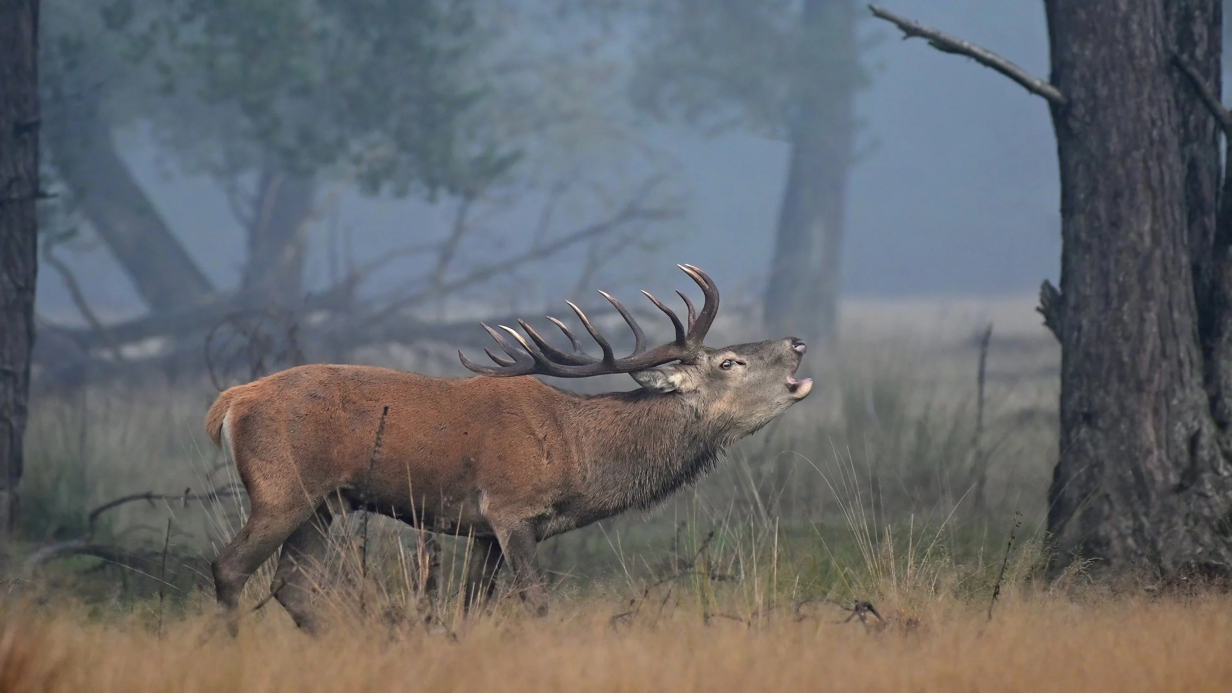 Bronstexcursie Hoogbuurlose Heide (alleen voor leden van de vereniging, 1 introducé mogelijk)