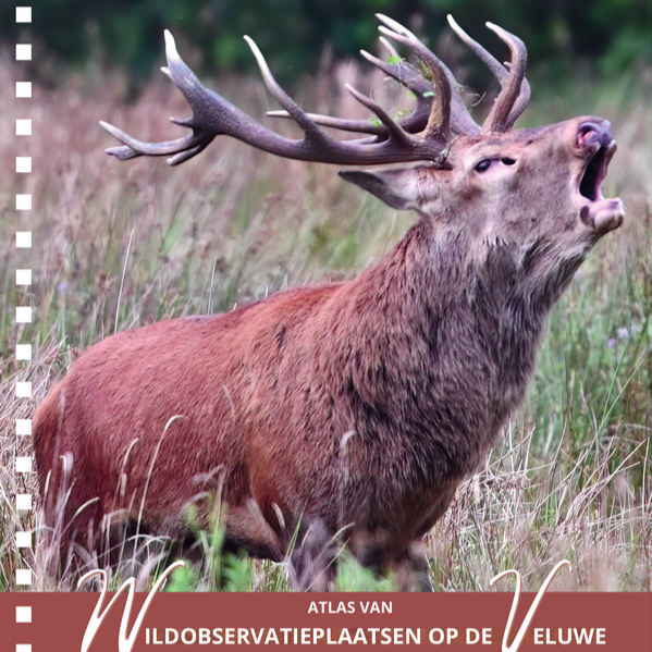 ‍Nieuwe atlas wildobservatie plaatsen op de Veluwe