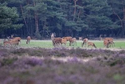 Burlend geeft het plaatsthert aan: hier ben ik de baas