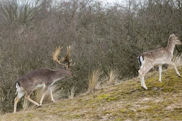 Niet langer wachten met afschieten van damherten in PWN-gebied