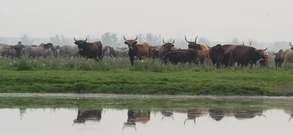 Verburg: SBB telt helemaal niet in de OVP