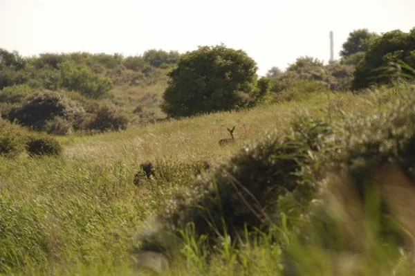 De Amsterdamse waterleidingduinen.