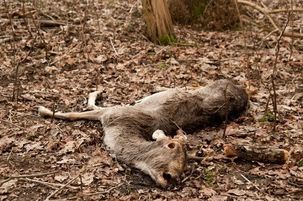 Damherten sterven bij bosjes in Waterleidingduinen