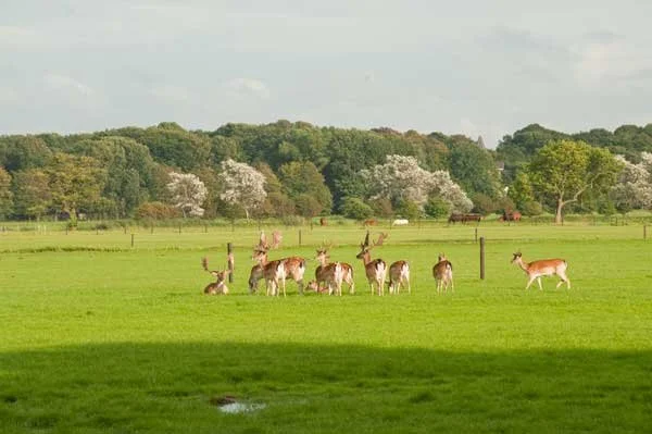 Geen afschot damherten rond AWD