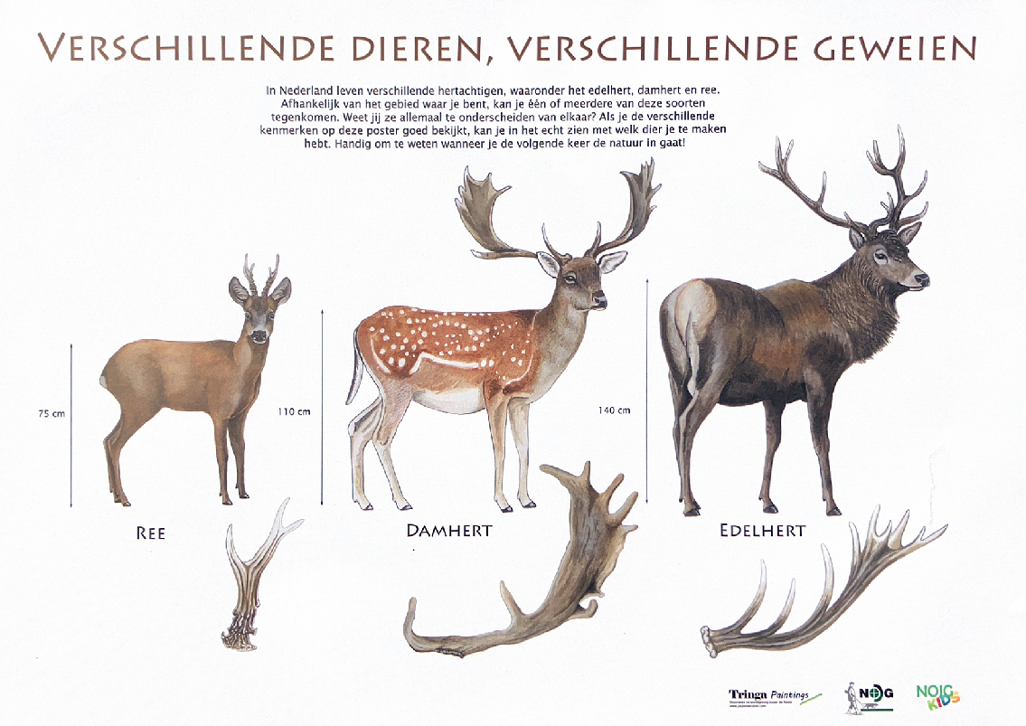Geweinen herten verschillen | Edelhert, Damhert & Ree