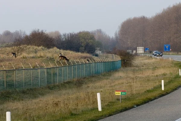 Afschot dreigt voor damherten
