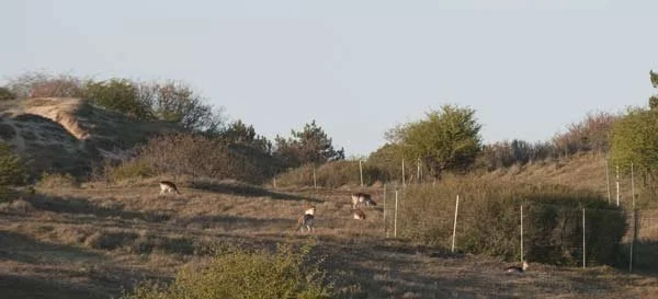 Damherten populatie in de AWD
