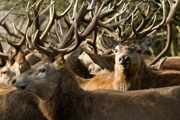 Nieuw beheer Oostvaardersplassen