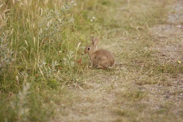 De Amsterdamse waterleidingduinen.