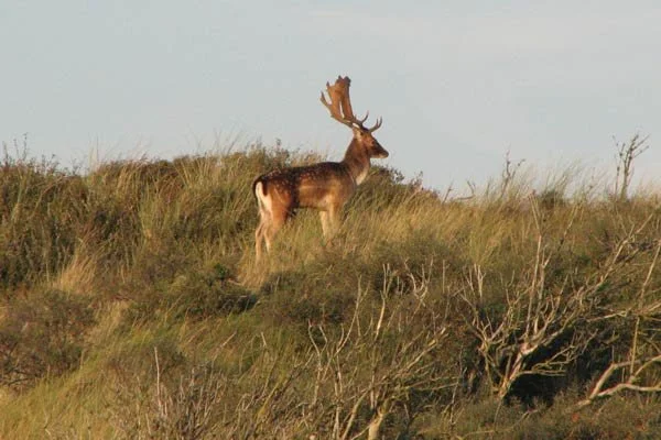 damherten mogen buiten AWD worden afgeschoten