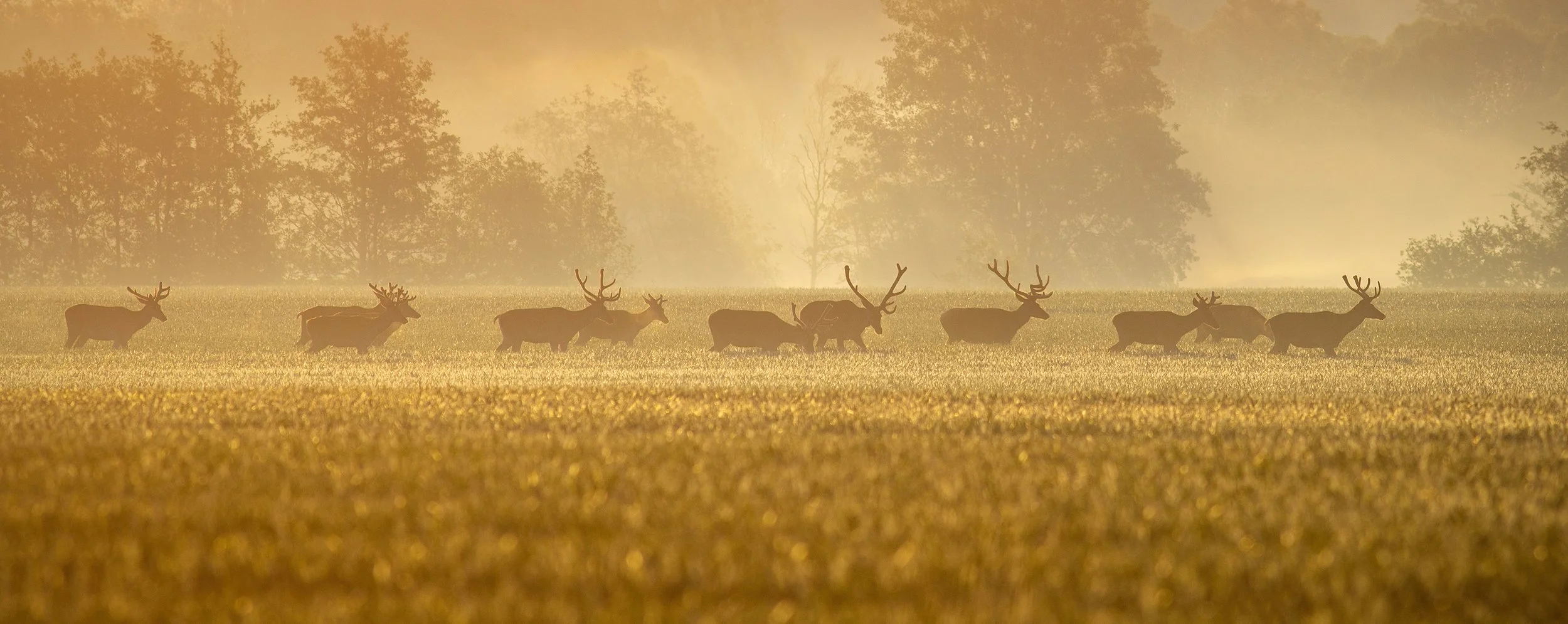 Nalaten aan Vereniging Het Edelhert