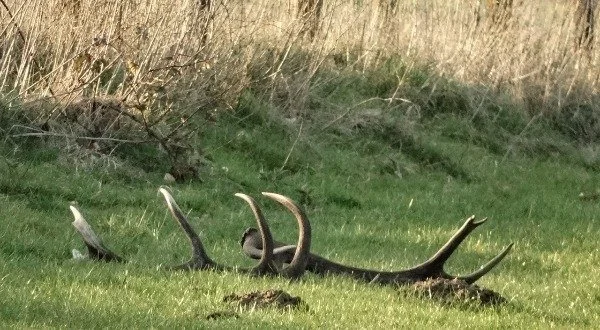 Wandeling Loenermark | alleen voor leden
