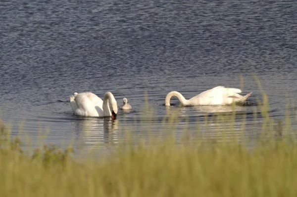 De Amsterdamse waterleidingduinen.