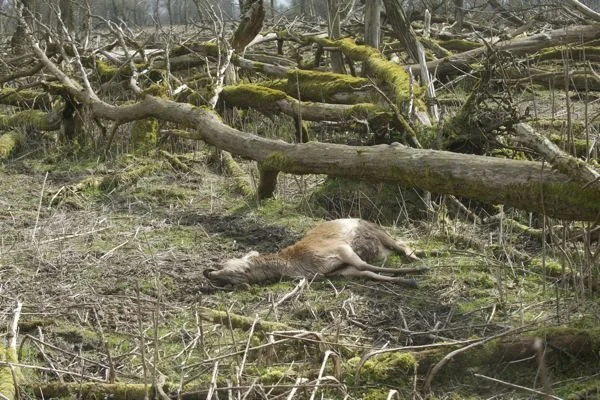 Advies over beheer Oostvaardersplassen