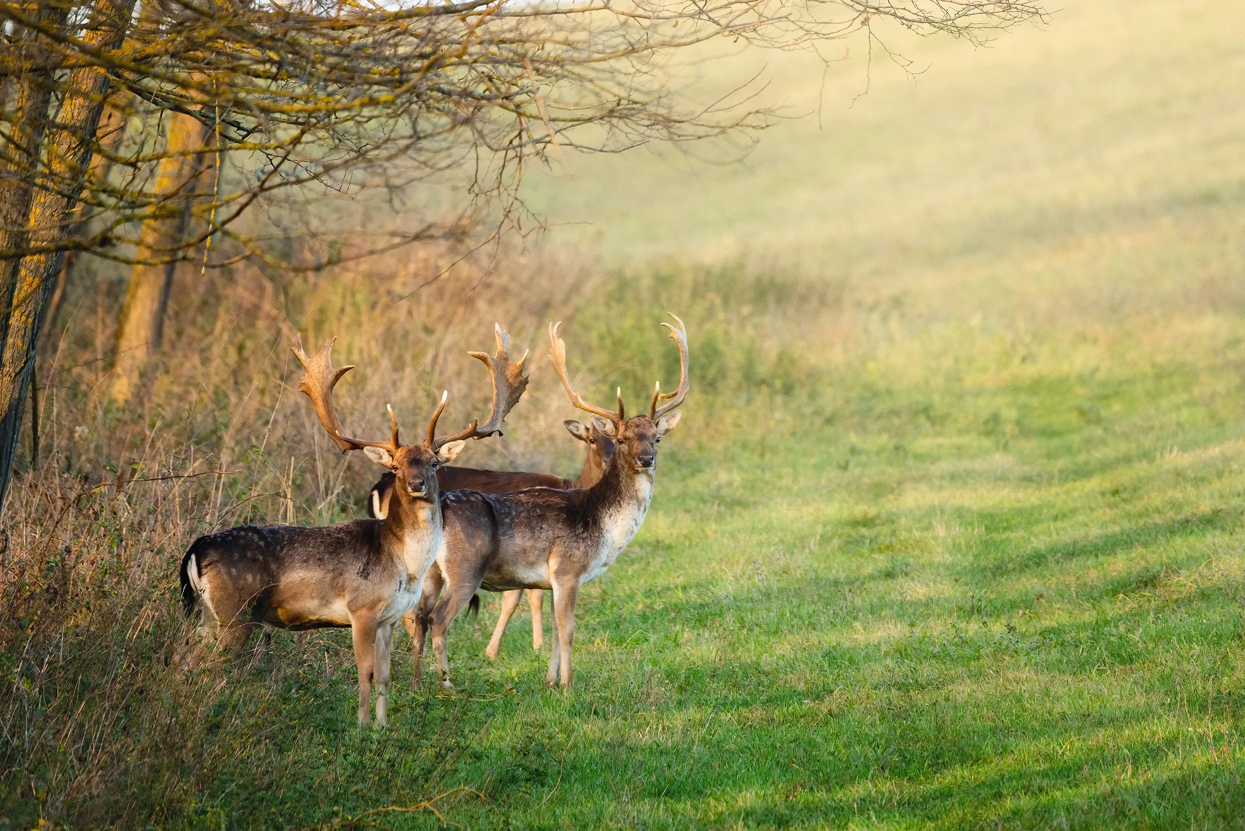 Lidmaatschap | Vereniging Het Edelhert
