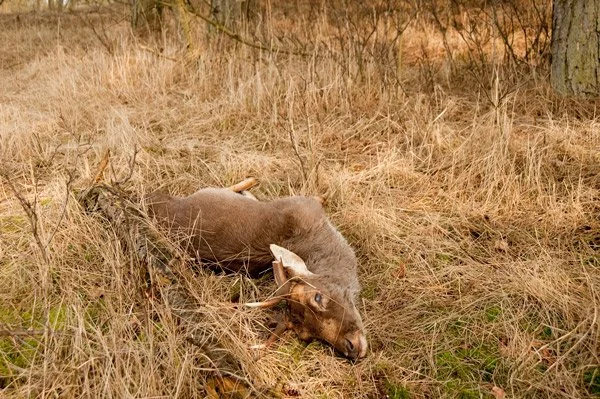 Faunabescherming: "Verlos stervende herten uit hun lijden"