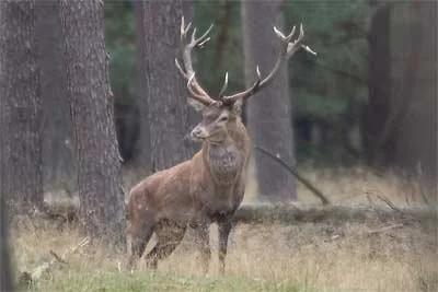Het hert is in de bronst een echte macho