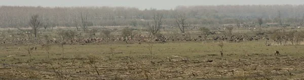 Vereniging het Edelhert luidt noodklok over toekomst edelherten Oostvaardersplassen