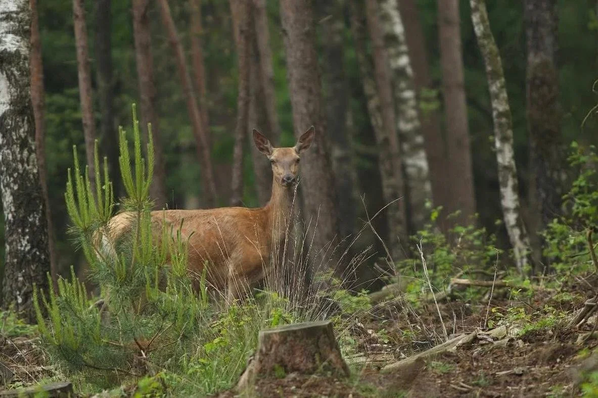 PHOTO-2025-07-22-09-13-55 1.jpg