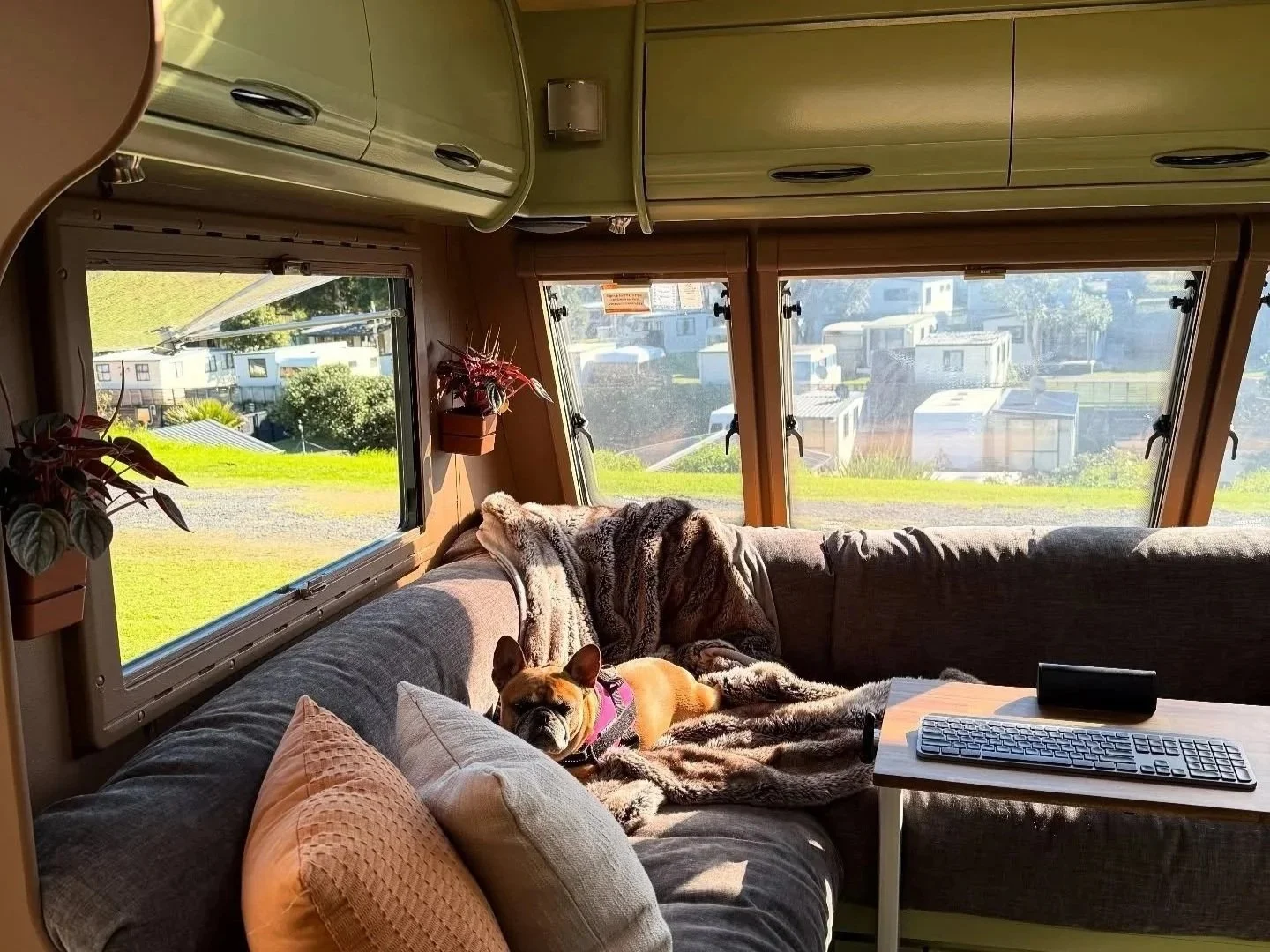 Inside a cozy camper with large windows, featuring a gray sectional sofa with beige and pink pillows, a plaid blanket, a small wooden table with a keyboard and phone stand, two dogs resting on the sofa — a French Bulldog lying on its side and a Bulldog asleep on a blanket, with outdoor grassy and RV park scenery visible through the windows.