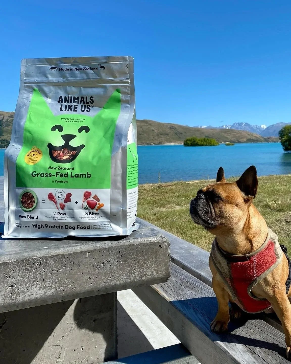A bag of 'Animals Like Us' New Zealand Grass-Fed Lamb dog food on a concrete picnic table outdoors, with a French Bulldog sitting next to it, overlooking a lake and mountains in the background under a blue sky.