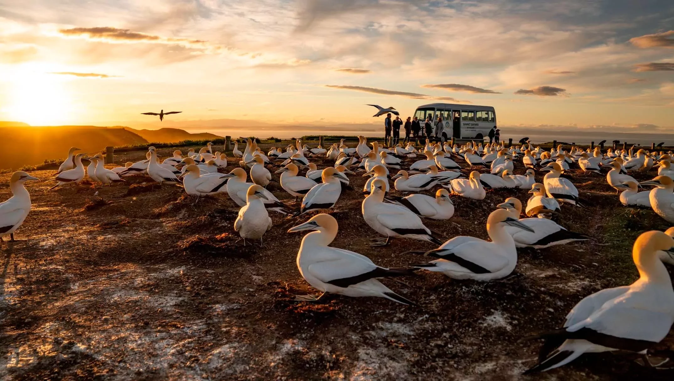 Gannet Safaris at Cape Kidnappers