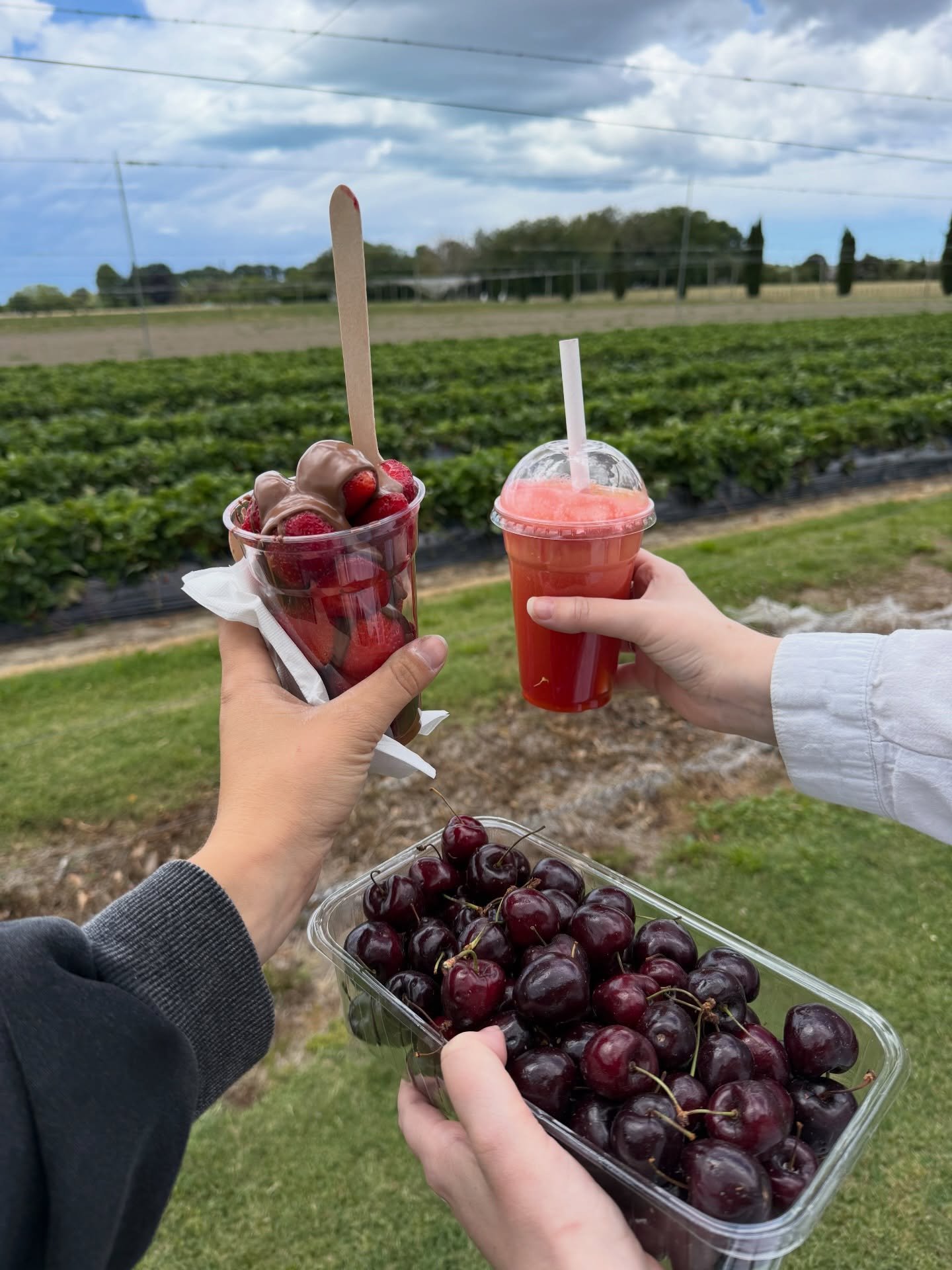 Chocolate coated strawberries at The Strawberry Patch