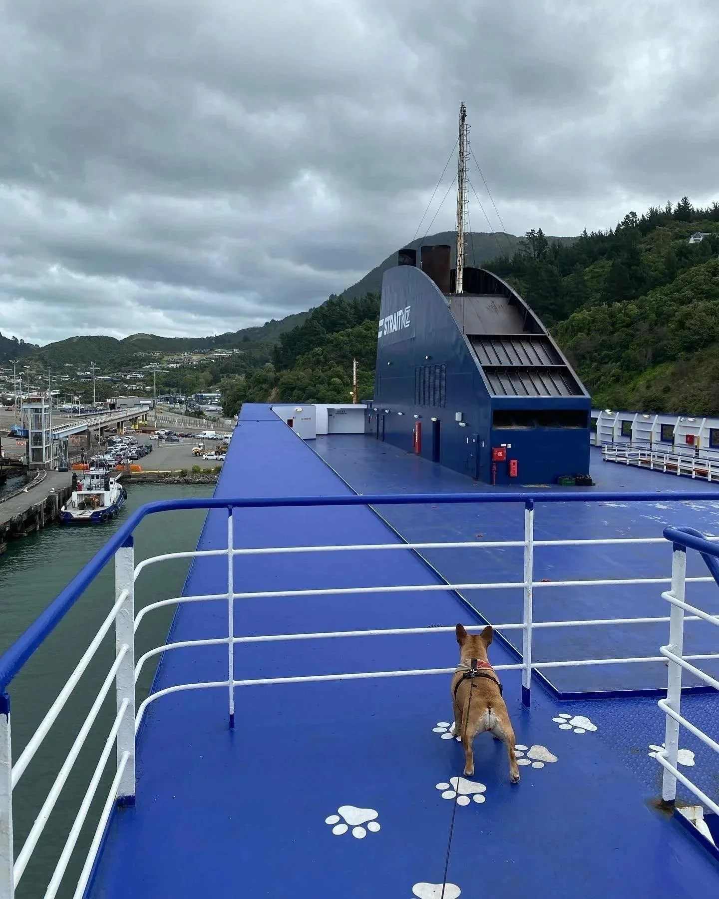 A dog on the deck of a blue ferryboat looking out over the harbor with boats and green hills in the background. The deck has white paw print markings.