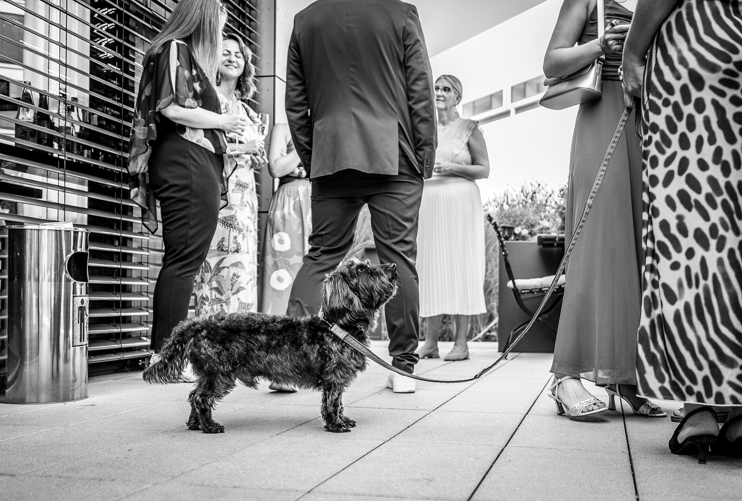 Eine Hochzeitsgesellschaft auf der Terrasse des Dorint Hotels in Bad Vilbel, die sich unterhalten, mit einem kleinen Hund im Vordergrund auf dem Boden.