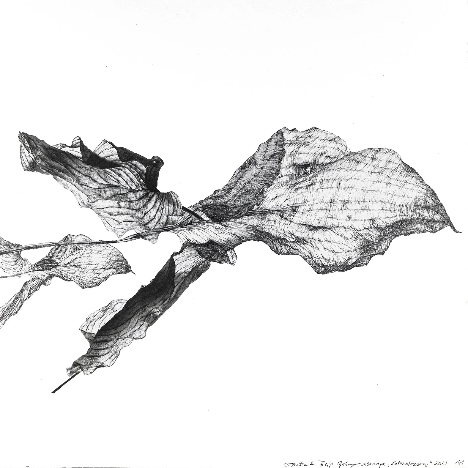 Lotonotozaury, 2023 30 x 30 cm