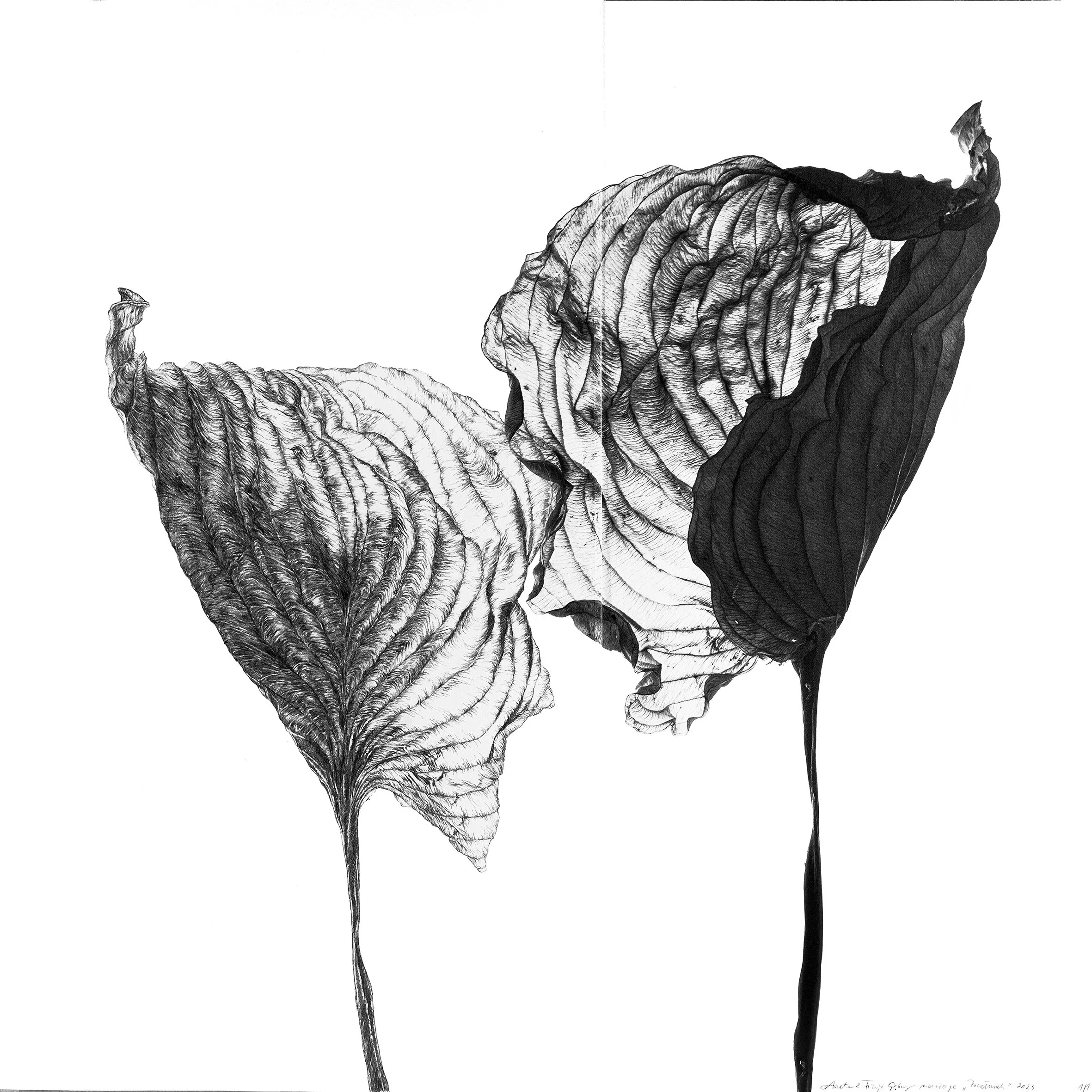 Pocałunek, 2023
50 x 50 cm