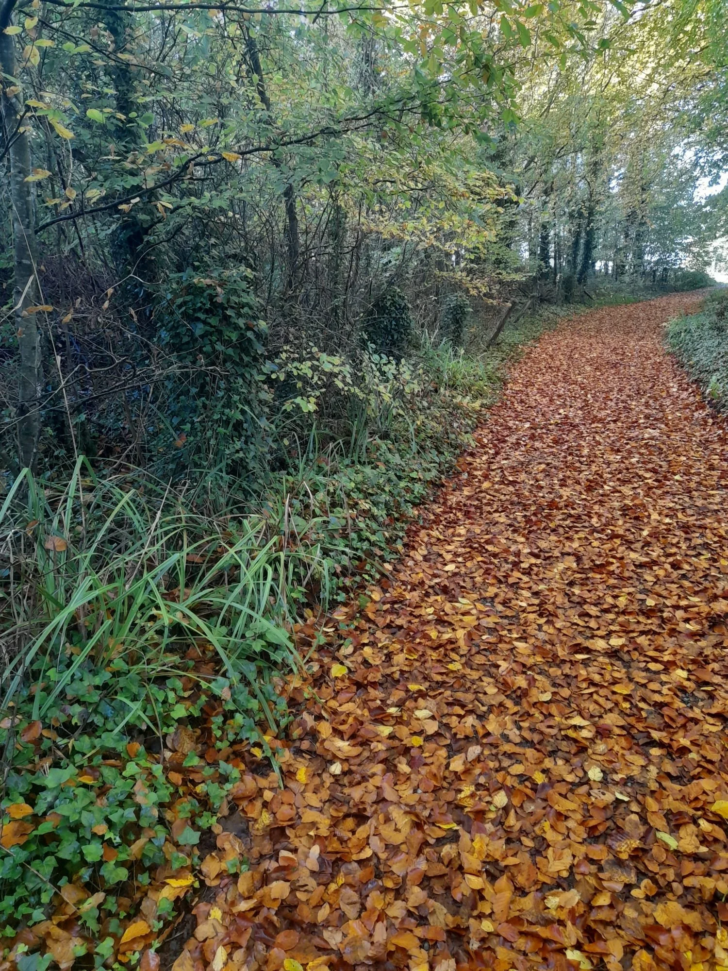 Forest path covered with fallen autumn leaves, surrounded by lush green plants and trees with changing foliage.